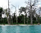 Image of Radhanagar beach , Havelock Island, Andaman Islands.