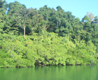 Image of Various Creeks, Mayabunder Island, Andaman Islands.
