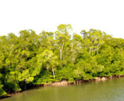 Image of Yeretta Creek, Rangat Island, Andaman and Nicobar Islands.